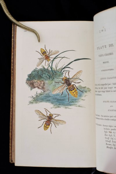 E. Donovan - The Natural History of British Insects explaining them in their several states, with the periods of their transformation, their food, oeconomy, &c. together with the history of such minute insects as require investigation by the microscope. The whole illustrated by coloured figures, designed and executed from living specimens. By E. Donovan, F.L.S. in ten volumes. London. Printed by Bye an Law, St John's Square, Clerxenwel, for the author. 1802